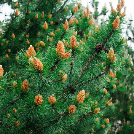 Pin mugo Jakobsen - Pinus mugo Jakobsen 25/30cm Pot 8L