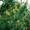 Pin mugo Jakobsen - Pinus mugo Jakobsen 25/30cm Pot 8L