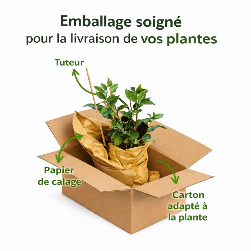Emballage soigné