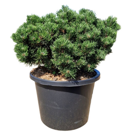 Pin mugo Sherwood Compact - Pinus mugo Sherwood Compact 30/40cm Pot 12L