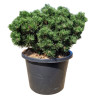 Pin mugo Sherwood Compact - Pinus mugo Sherwood Compact 30/40cm Pot 12L