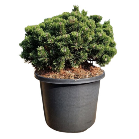 Pin mugo Sherwood Compact - Pinus mugo Sherwood Compact 30/40cm Pot 12L