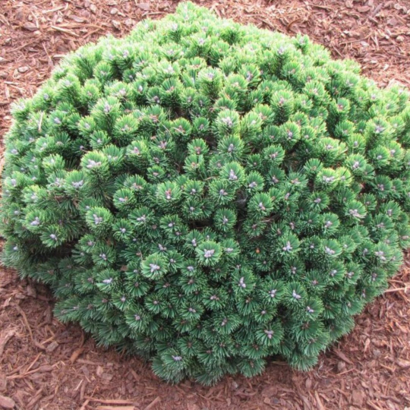 Pin mugo Sherwood Compact - Pinus mugo Sherwood Compact 30/40cm Pot 12L