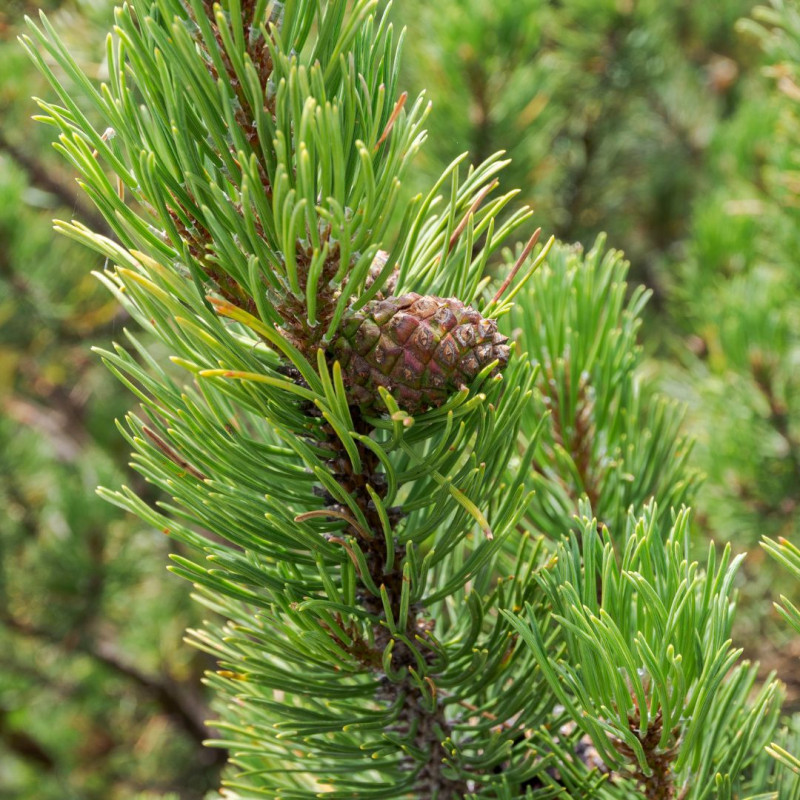 Pin mugo Sherwood Compact - Pinus mugo Sherwood Compact 30/40cm Pot 12L