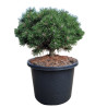 Pin mugo Heideperle - Pinus mugo Heideperle 30/35cm Pot 12L