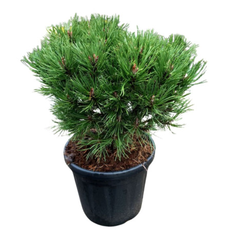 Pin mugo Heideperle - Pinus mugo Heideperle 30/35cm Pot 12L