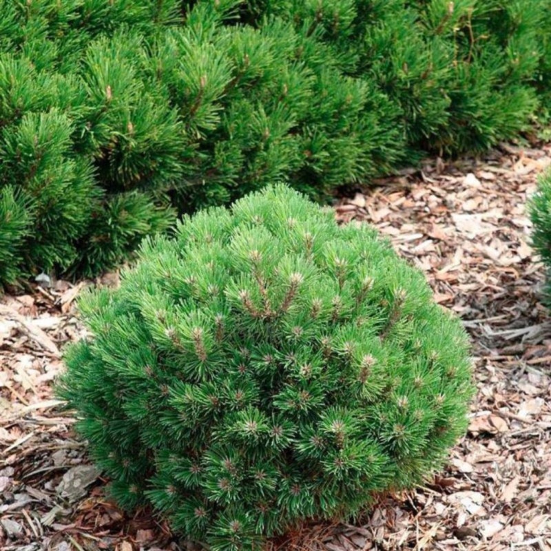 Pin mugo Heideperle - Pinus mugo Heideperle 30/35cm Pot 12L