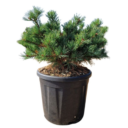 Pin Linda - Pinus parviflora Linda 30/40cm Pot 11L