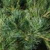 Pin Linda - Pinus parviflora Linda 30/40cm Pot 11L