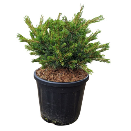 Pin Linda - Pinus parviflora Linda 30/40cm Pot 11L
