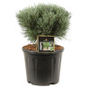 Pin sylvestre Chantry Blue - Pinus sylvestris Chantry Blue 30/35cm Pot 11L