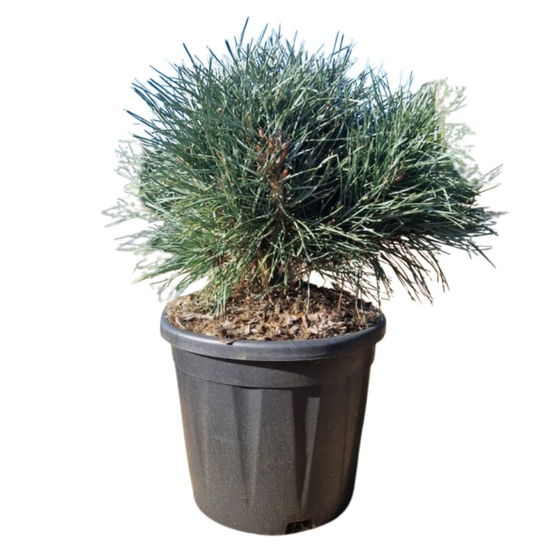 Pin sylvestre Chantry Blue - Pinus sylvestris Chantry Blue 30/35cm Pot 11L