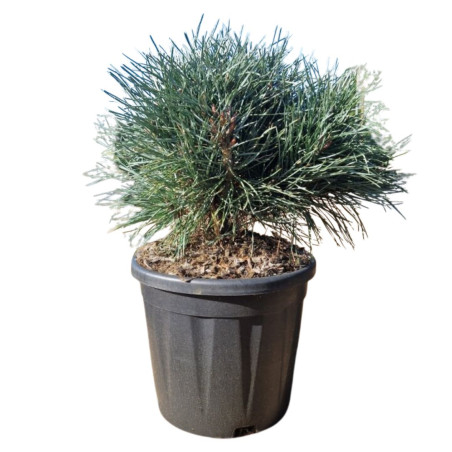 Pin sylvestre Chantry Blue - Pinus sylvestris Chantry Blue 30/35cm Pot 11L