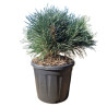 Pin sylvestre Chantry Blue - Pinus sylvestris Chantry Blue 30/35cm Pot 11L