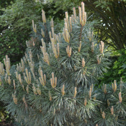 Pin sylvestre Chantry Blue - Pinus sylvestris Chantry Blue 30/35cm Pot 11L