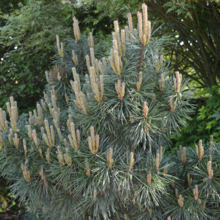 Pin sylvestre Chantry Blue - Pinus sylvestris Chantry Blue 30/35cm Pot 11L