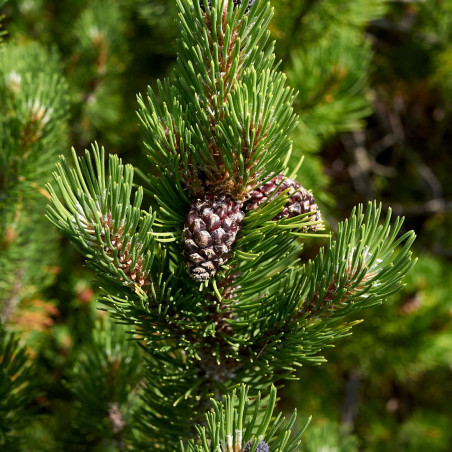 Pin Klostergrün - Pinus Mugo Klostergrün 30/35cm Pot 11L
