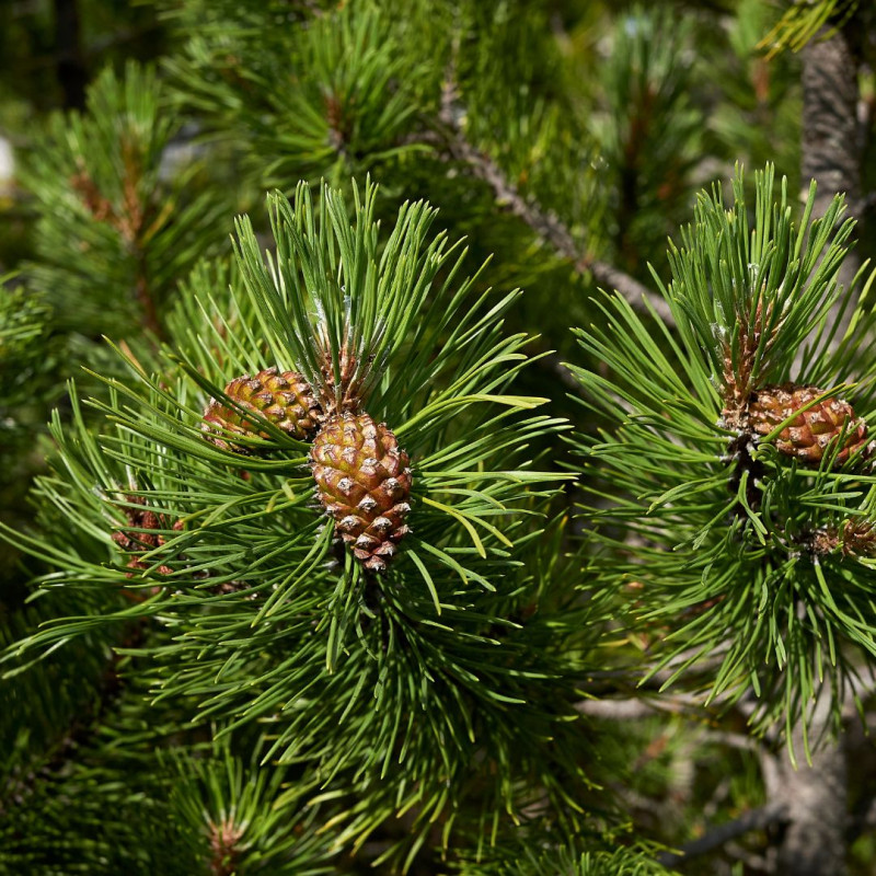 Pin Klostergrün - Pinus Mugo Klostergrün 30/35cm Pot 11L