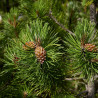 Pin Klostergrün - Pinus Mugo Klostergrün 30/35cm Pot 11L