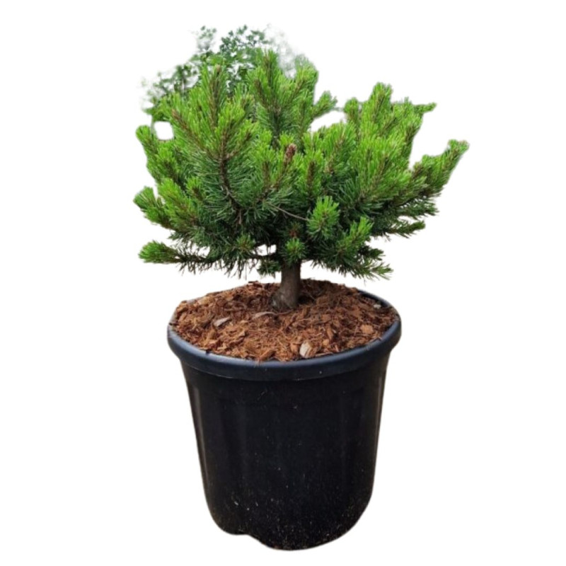Pin Klostergrün - Pinus Mugo Klostergrün 30/35cm Pot 11L