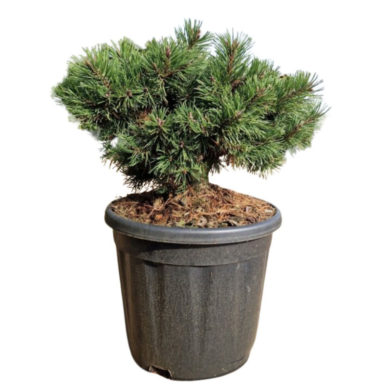 Pin Klostergrün - Pinus Mugo Klostergrün 30/35cm Pot 11L
