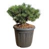 Pin Klostergrün - Pinus Mugo Klostergrün 30/35cm Pot 11L