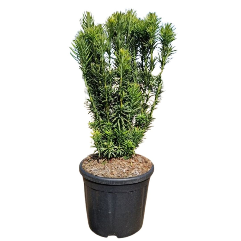 If à prunes Fastigiata - Cephalotaxus harringtonii Fastigiata 50/60cm Pot 11L