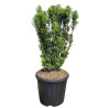 If à prunes Fastigiata - Cephalotaxus harringtonii Fastigiata 50/60cm Pot 11L