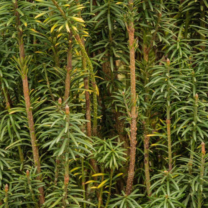 If à prunes Fastigiata - Cephalotaxus harringtonii Fastigiata 50/60cm Pot 11L