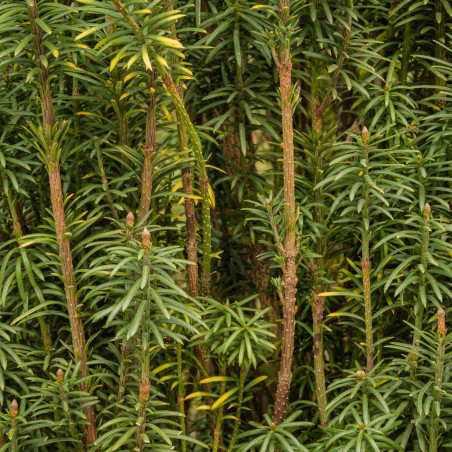 If à prunes Fastigiata - Cephalotaxus harringtonii Fastigiata 50/60cm Pot 11L