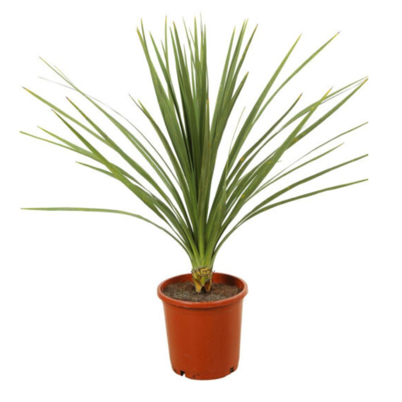 Cordyline indivise – Cordyline indivisa Pot 20L