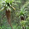 Cordyline indivise – Cordyline indivisa Pot 20L