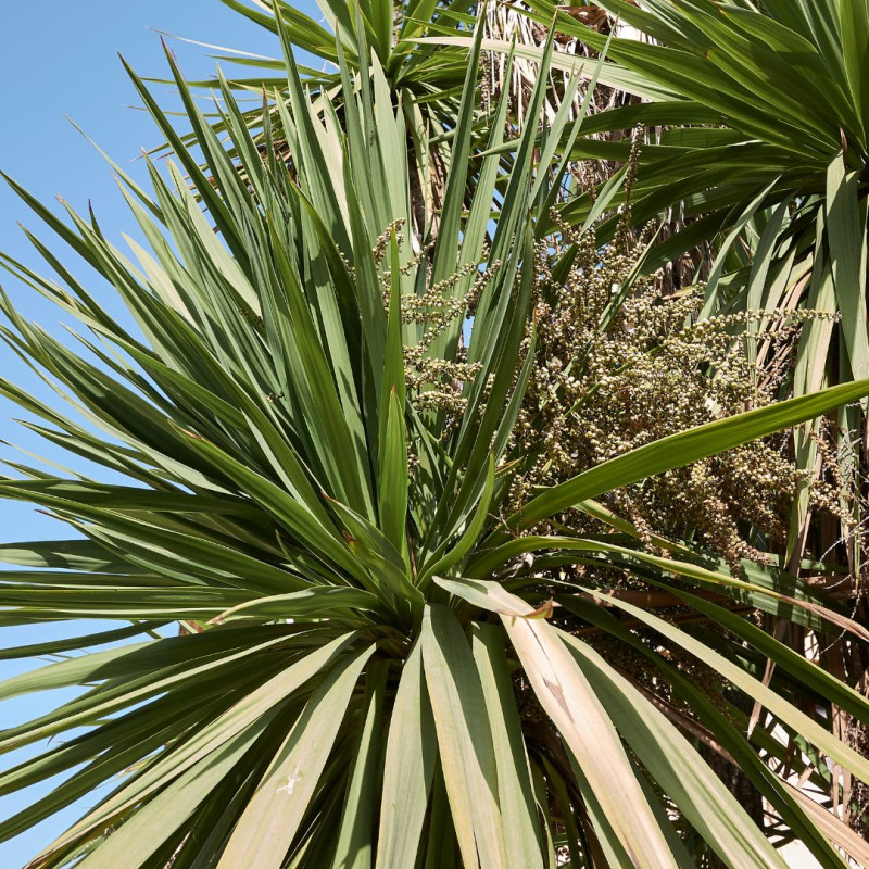 Cordyline indivise – Cordyline indivisa Pot 20L