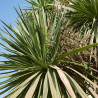 Cordyline indivise – Cordyline indivisa Pot 20L
