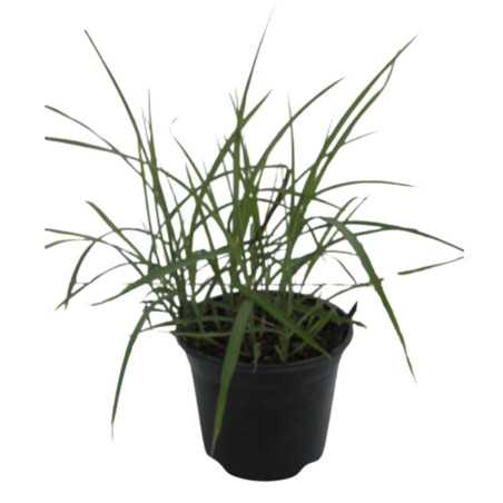Roseau de Chine ‘Ferner Osten’ - Miscanthus sinensis ‘Ferner Osten’ pot 3L