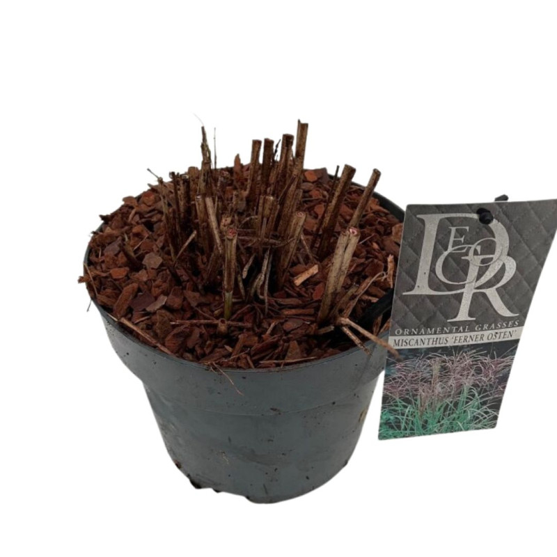 Roseau de Chine ‘Ferner Osten’ - Miscanthus sinensis ‘Ferner Osten’ pot 3L
