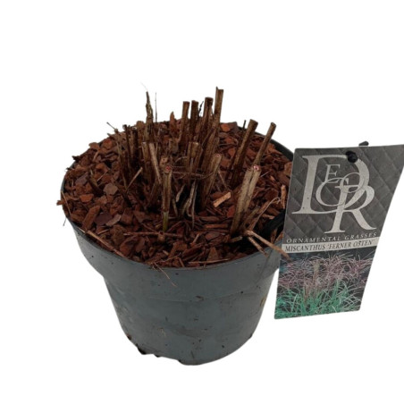 Roseau de Chine ‘Ferner Osten’ - Miscanthus sinensis ‘Ferner Osten’ pot 3L