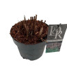 Roseau de Chine ‘Ferner Osten’ - Miscanthus sinensis ‘Ferner Osten’ pot 3L
