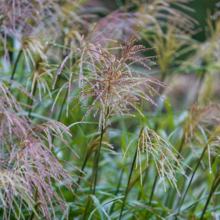 Roseau de Chine ‘Ferner Osten’ - Miscanthus sinensis ‘Ferner Osten’ pot 3L