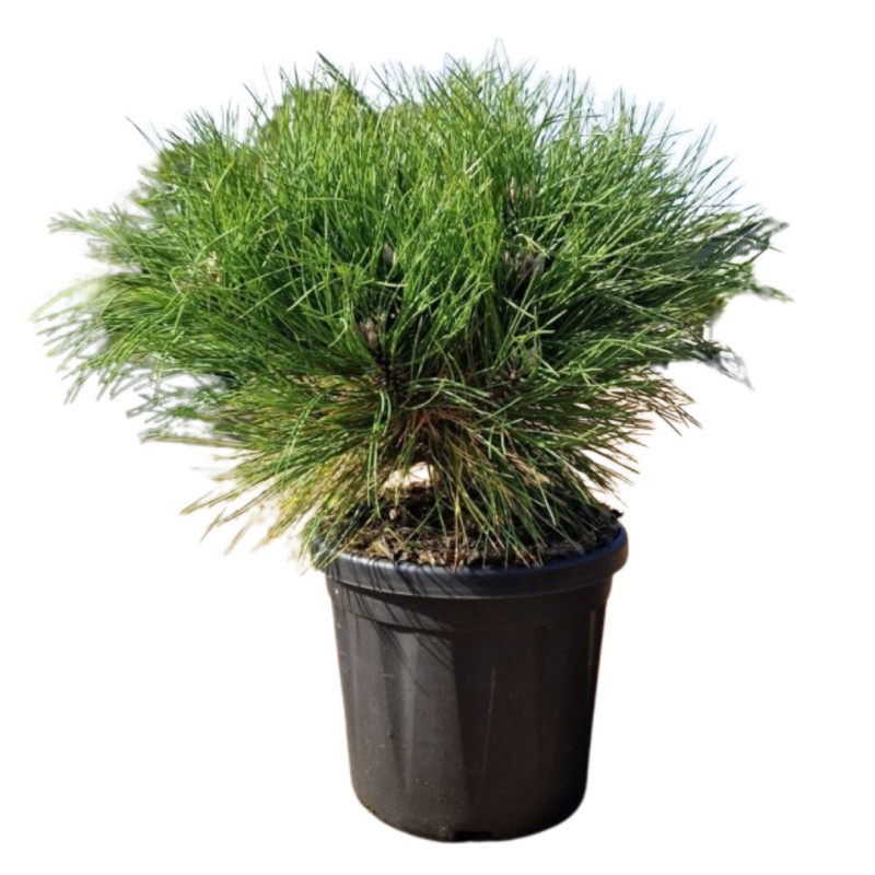 Pin noir Marie Bregeon - Pinus nigra Marie Bregeon 20/30cm Pot 6L