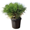 Pin noir Marie Bregeon - Pinus nigra Marie Bregeon 20/30cm Pot 6L