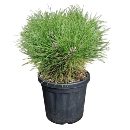 Pin noir Marie Bregeon - Pinus nigra Marie Bregeon 20/30cm Pot 6L