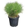 Pin noir Marie Bregeon - Pinus nigra Marie Bregeon 20/30cm Pot 6L