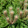 Pin noir Marie Bregeon - Pinus nigra Marie Bregeon 20/30cm Pot 6L