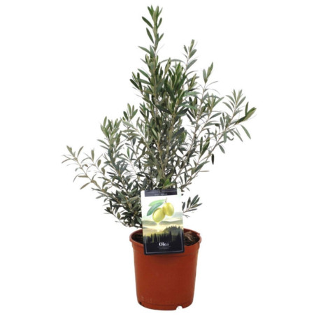 Olivier – Olea europaea 80/100cm Pot 10L