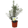 Olivier – Olea europaea 80/100cm Pot 10L