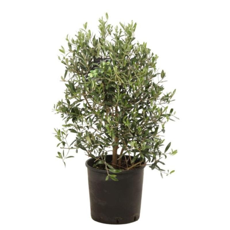Olivier – Olea europaea 80/100cm Pot 10L