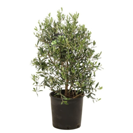 Olivier – Olea europaea 80/100cm Pot 10L
