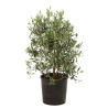 Olivier – Olea europaea 80/100cm Pot 10L