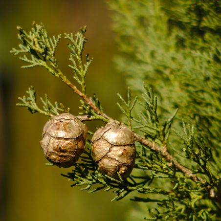 Cyprès de Provence Totem - Cupressus sempervirens Totem 30/40cm Pot 2,5L